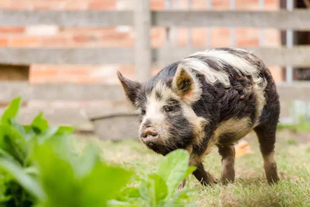 Piglet Lodge Pebworth ภายนอก รูปภาพ